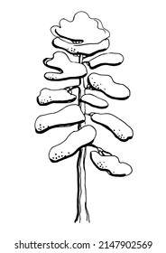 Pine. Black and white illustration. Vector clipart. Hand-drawn