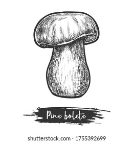 PIne bolete or pinewood king mushroom sketch. Wood or forest mushroom sketching. Vintage vector illustration of edible fungus. Autumn shroom or eatable fungi. Boletus for culinary or cook, recipe book