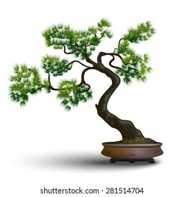 Pine Bonsai