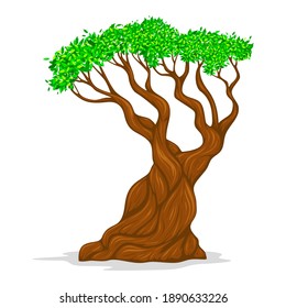 Pine Bonsai Tree Vector isolated on White Background