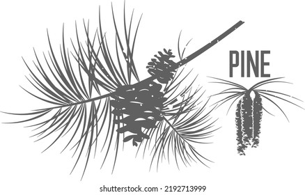 Pine branch with bud and cones vector silhouette. Design christmas decal pine. Pine branch silhouette illustration for pharmaceuticals and cosmetology.