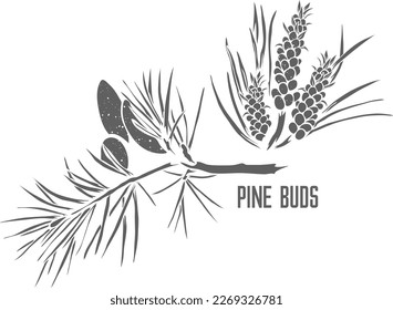 Pine branch with buds vector silhouette. Pini gemmae medicinal herbal outline. Pine buds silhouette for pharmaceuticals and coocking. A set of Pine branch with buds outlines.