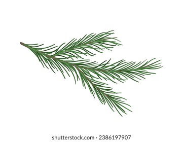 Pine branch concept. Part of Christmas tree. Forest and wildlife, flora. Nature and ecosystem. Decoration for house. Cartoon flat vector illustration isolated on white background