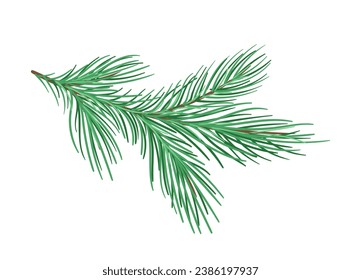 Concepto de bifurcación de pino. Parte del árbol de Navidad. Bosque y vida silvestre, flora. Naturaleza y ecosistema. Pegatina para las redes sociales. Dibujo vectorial plano de dibujos animados aislado en fondo blanco