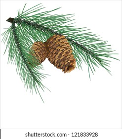 Pine Branch With Cone