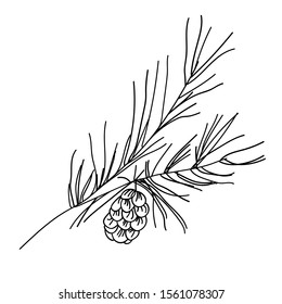 Pine branch with cone. Hand drawn vector illustration. 