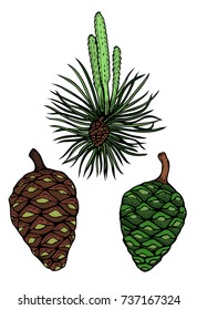 Pine branch with cone hand drawn vector pattern illustration Wrapping, surface decoration