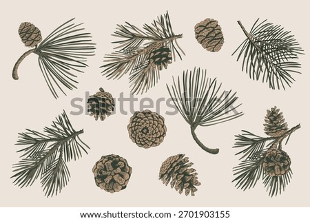 Pine Branch and Cone Set in Engraved Style. Vector Illustration for Christmas or Autumn Designs