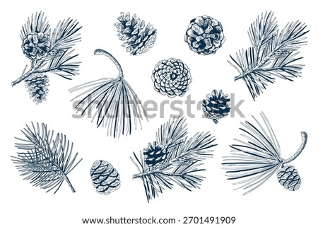 Pine Branch and Cone Set in Hand-Drawn Style. Engraved Vector Illustration for Christmas Designs