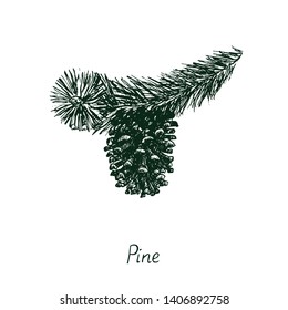 Pine branch with pine cone, vector black and white doodle sketch illustration with inscription, gravure style