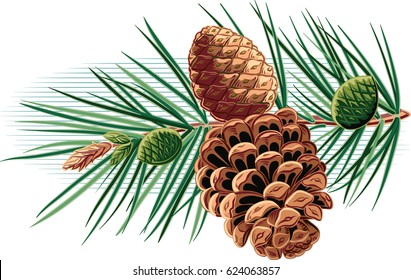 94,620 Pine seeds Images, Stock Photos & Vectors | Shutterstock