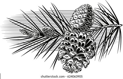 Pine Branch With Pine Cones.