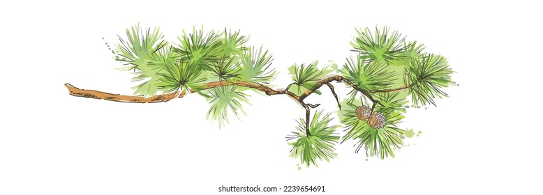 Pine branch with cones. Branch of Christmas tree. Merry Christmas.  Hand drawn watercolor vector realistic  sketch illustration. Holiday design for greeting cards, calendars, posters, prints