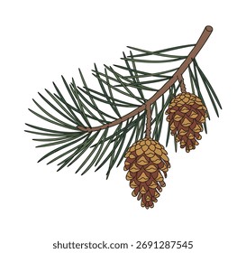 Rama de pino con conos en estilo ilustración en verde, marrón y oro