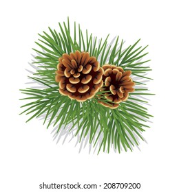 Pine branch with cones isolated on white. Vector illustration