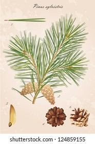 Pine branch with cones, needles and seeds, vector