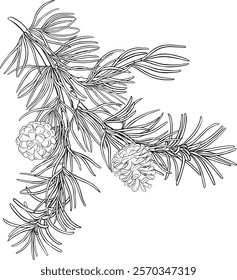 pine branch with cones outline illustration