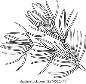pine branch with cones outline illustration