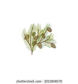 pine branch with cones  vector illustration