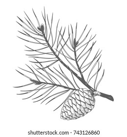 A pine branch with pine cones. Vector illustration.