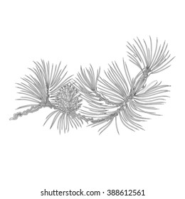 Pine branch and pine cones as vintage engraving  vector illustration