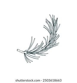 Pine branch with evergreen needles, forest plants for winter and Christmas decor. Line art is a simple hand-drawn illustration in black and white ink. Isolated vector EPS object.