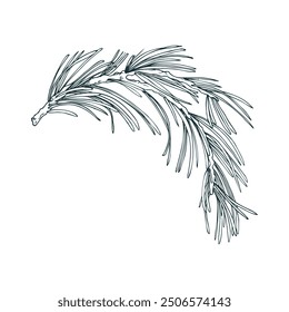 Pine branch with evergreen needles, forest plants for winter and Christmas decor. Line art is a simple hand-drawn illustration in black and white ink. Isolated vector EPS object.