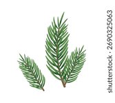 Pine branch, evergreen spruce twig, christmas greenery element