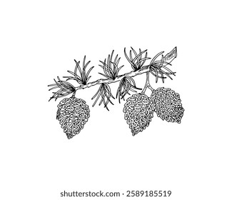 Pine branch featuring three pine cones line art sketch doodle cartoon vector.