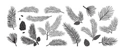 Kiefernzweig, Tannensymbol, Vektor Immergrüne Pflanze, Weihnachtsbaum Und Kiefernkegel. Schwarze Silhouetten Einzeln Auf Weißem Hintergrund. Winternaturbeleuchtung
