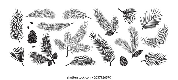 Pine branch, fir icon, vector evergreen plant, Christmas tree and pine cone. Black silhoettes islated on white backgrond. Winter nature illustration