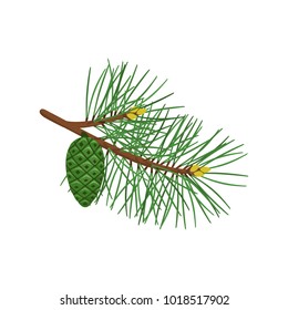 Pine branch with green cone isolated on white background. Vector illustration.
