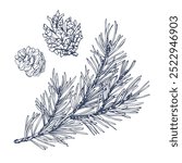 Pine branch with green needles and a cone, forest plants for winter and christmas decor. Graphic illustration hand drawn in black ink. Set of isolated objects EPS vector.