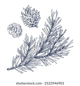 Pine branch with green needles and a cone, forest plants for winter and christmas decor. Graphic illustration hand drawn in black ink. Set of isolated objects EPS vector.