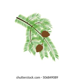 Pine branch illustration on the white background. Vector illustration