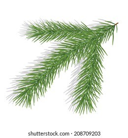 Pine branch isolated on white. Vector illustration