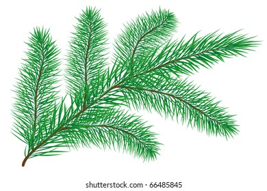Pine branch isolated on white, vector illustration