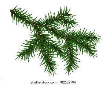 Pine Branch Isolated On White Background Stock Vector (Royalty Free ...