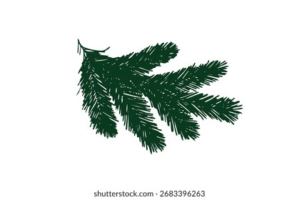 A pine branch isolated sketch
