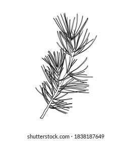 Pine branch. Line drawing. Black and white illustration. Vector.