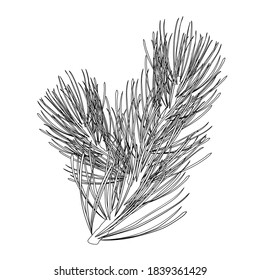 Pine branch. Line drawing. Black and white illustration. Vector.
