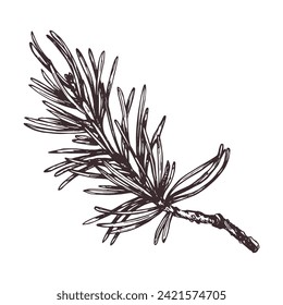 Pine branch with needles, forest plants for summer, autumn, winter and Christmas decor. Graphic botanical illustration hand drawn in brown ink. Isolated object