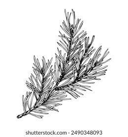Pine branch with needles, forest plants for winter and Christmas decor. Line art is a simple hand-drawn illustration in black and white ink. Isolated vector EPS object.