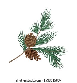 Pine branch with rare needles and cones. Vector illustration.