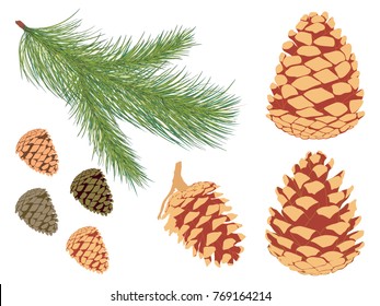 Pine branch set. Vector set of pine branch and different cones.