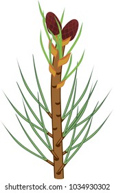Pine branch with small female cones and green needles
