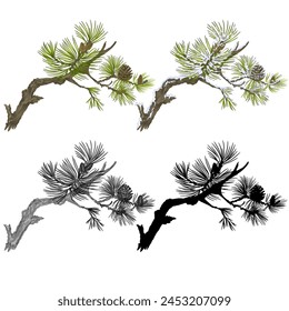 Pine branch with snow and pine cones and  as vintage engraving and silhouette set  nine vector illustration editable hand drawn