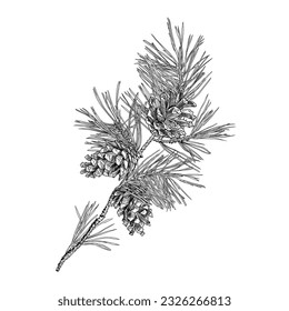 
Pine branch with three cones. Vector vintage illustration. Isolated objects on white background.
