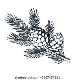 Pine branch with three cones. Vector vintage illustration. Isolated objects on white background_2