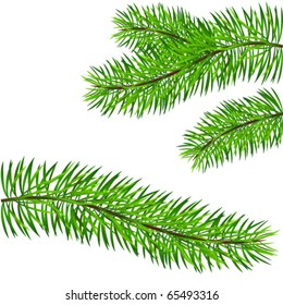 Pine branch - vector illustration